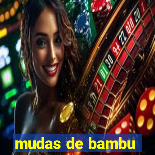 mudas de bambu