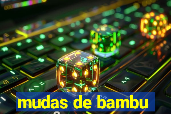 mudas de bambu