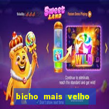 bicho mais velho da loteria dos sonhos