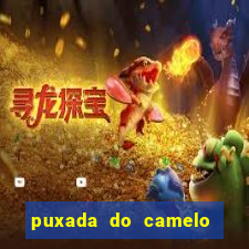 puxada do camelo no jogo do bicho