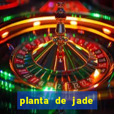 planta de jade significado espiritual