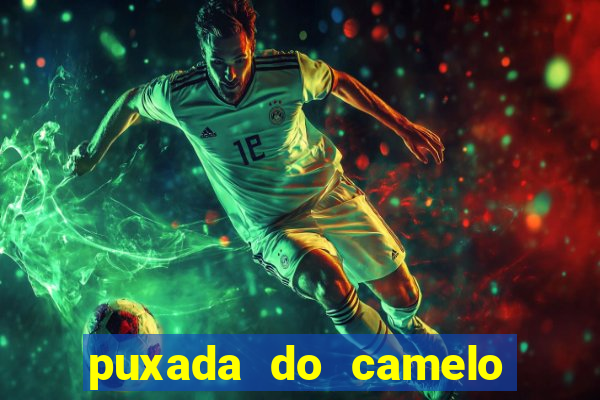 puxada do camelo jogo do bicho