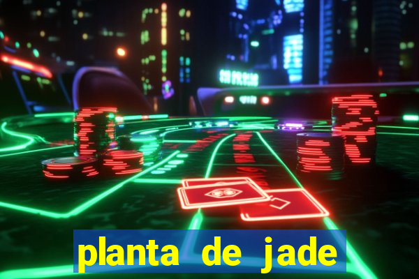 planta de jade significado espiritual