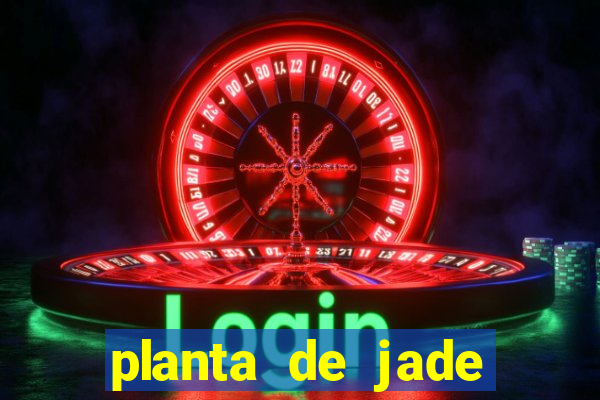 planta de jade significado espiritual